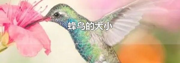 蜂鸟的大小