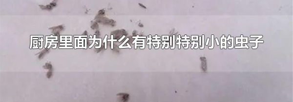 厨房里面为什么有特别特别小的虫子