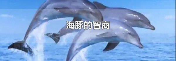 海豚的智商