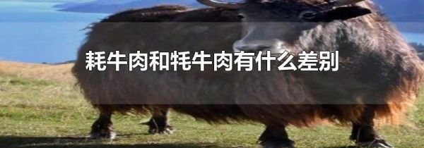 耗牛肉和牦牛肉有什么差别