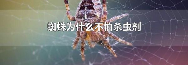 蜘蛛为什么不怕杀虫剂