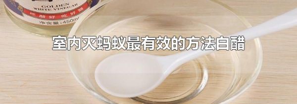 室内灭蚂蚁最有效的方法白醋