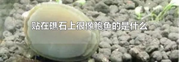 贴在礁石上很像鲍鱼的是什么