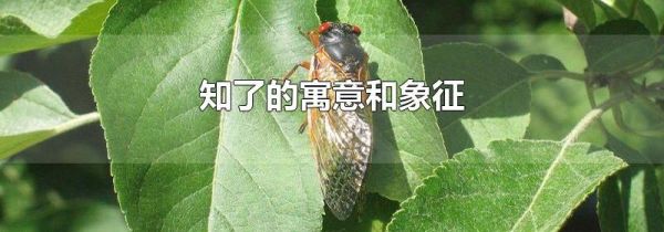 知了的寓意和象征