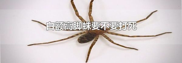 白额高脚蛛要不要打死