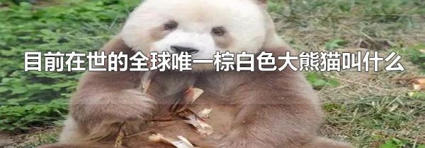 目前在世的全球唯一棕白色大熊猫叫什么