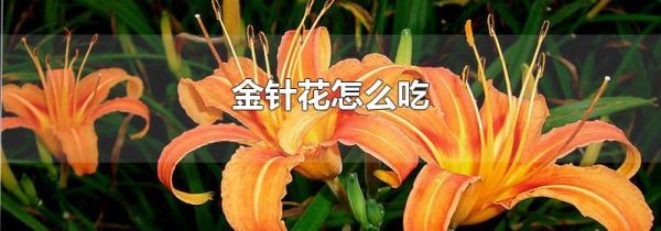 金针花怎么吃