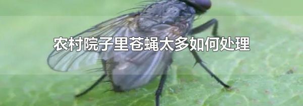 农村院子里苍蝇太多如何处理