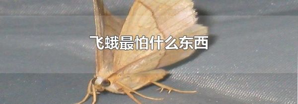 飞蛾最怕什么东西