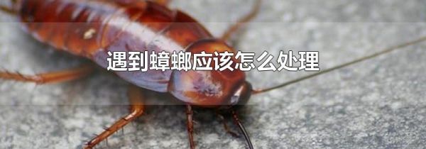遇到蟑螂应该怎么处理