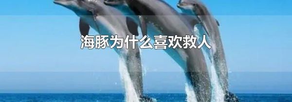 海豚为什么喜欢救人