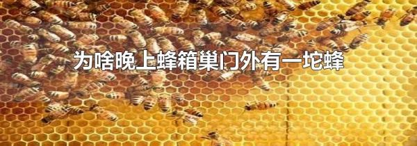 为啥晚上蜂箱巢门外有一坨蜂