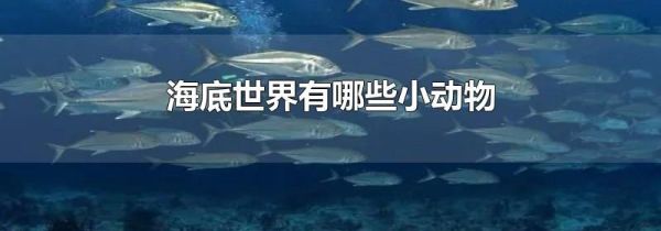 海底世界有哪些小动物