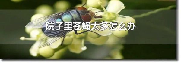 院子里苍蝇太多怎么办