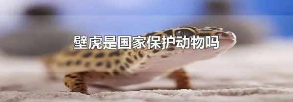 壁虎是国家保护动物吗
