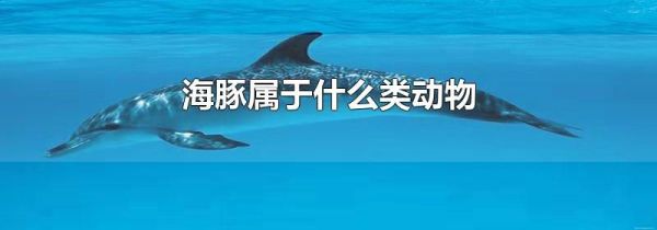 海豚属于什么类动物
