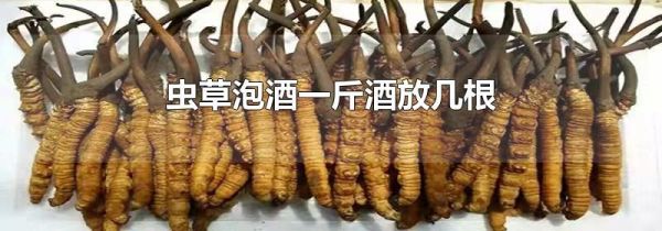 虫草泡酒一斤酒放几根