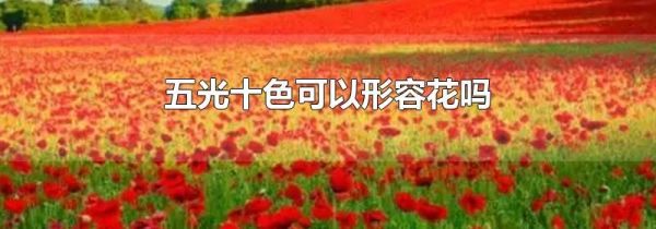 五光十色可以形容花吗