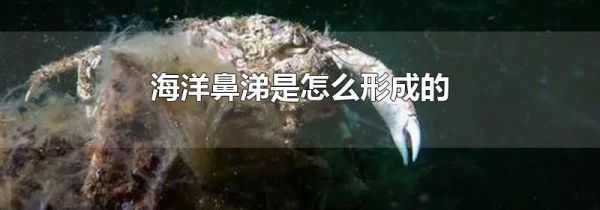 海洋鼻涕是怎么形成的