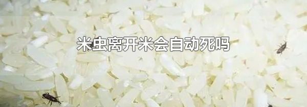 米虫离开米会自动死吗