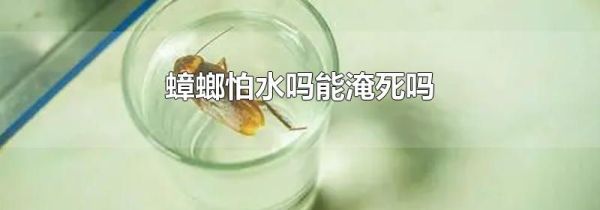 蟑螂怕水吗能淹死吗