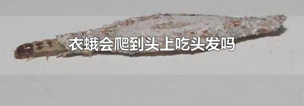 衣蛾会爬到头上吃头发吗
