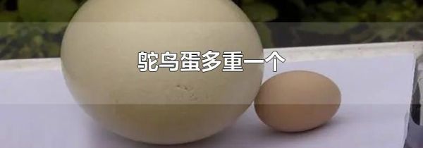 鸵鸟蛋多重一个