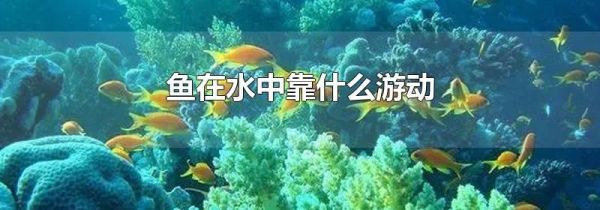 鱼在水中靠什么游动