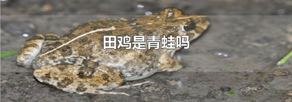 田鸡是青蛙吗