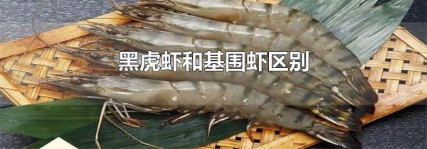 黑虎虾和基围虾区别