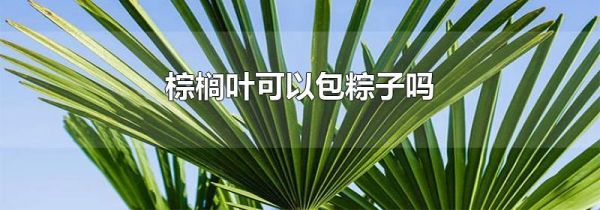 棕榈叶可以包粽子吗