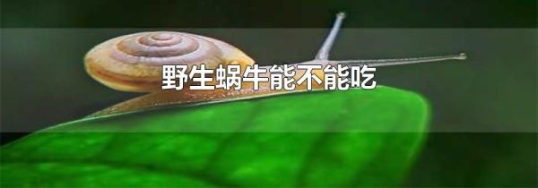 野生蜗牛能不能吃