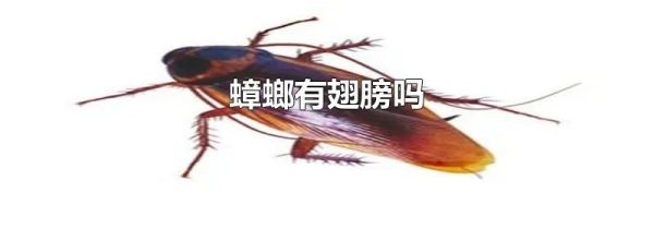 蟑螂有翅膀吗