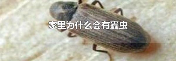 家里为什么会有蠹虫