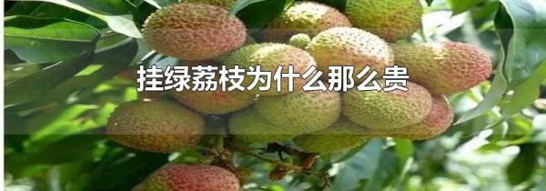 挂绿荔枝为什么那么贵