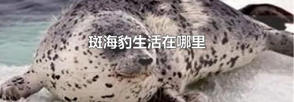 斑海豹生活在哪里