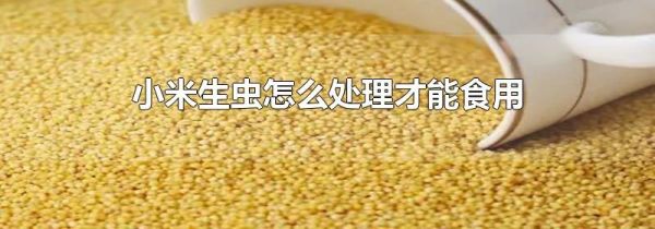 小米生虫怎么处理才能食用