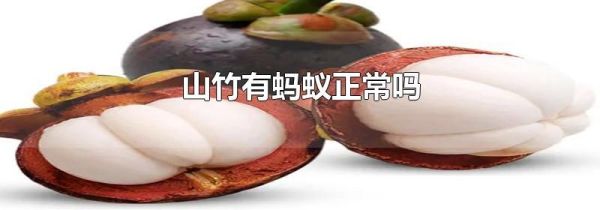 山竹有蚂蚁正常吗