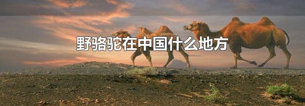 野骆驼在中国什么地方