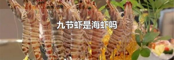 九节虾是海虾吗