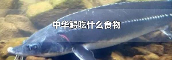 中华鲟吃什么食物