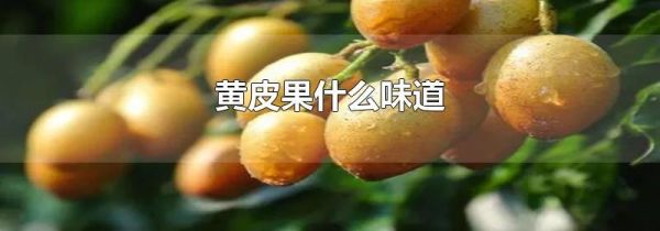黄皮果什么味道