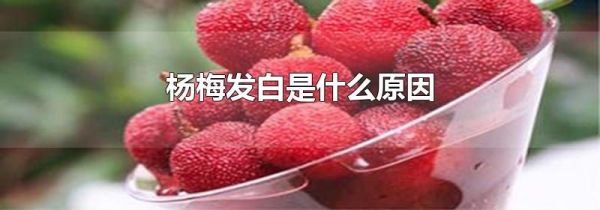 杨梅发白是什么原因