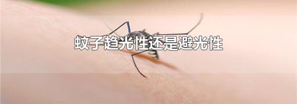 蚊子趋光性还是避光性