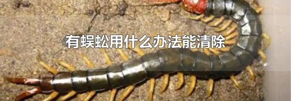 有蜈蚣用什么办法能清除