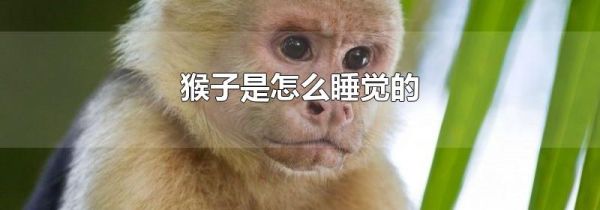 猴子是怎么睡觉的