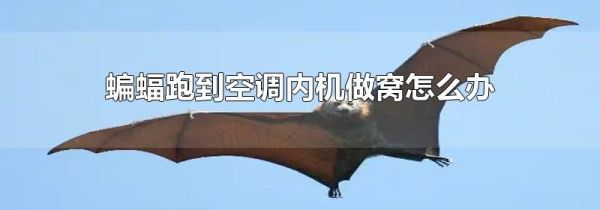 蝙蝠跑到空调内机做窝怎么办