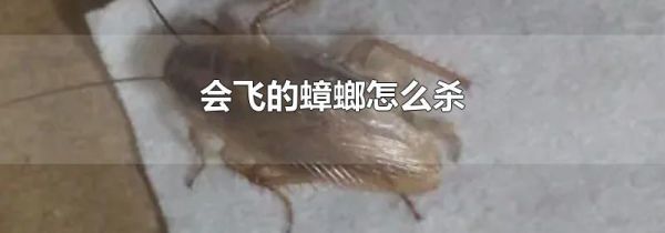 会飞的蟑螂怎么杀