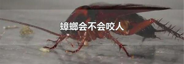蟑螂会不会咬人