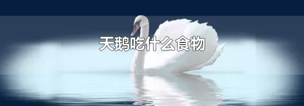 天鹅吃什么食物